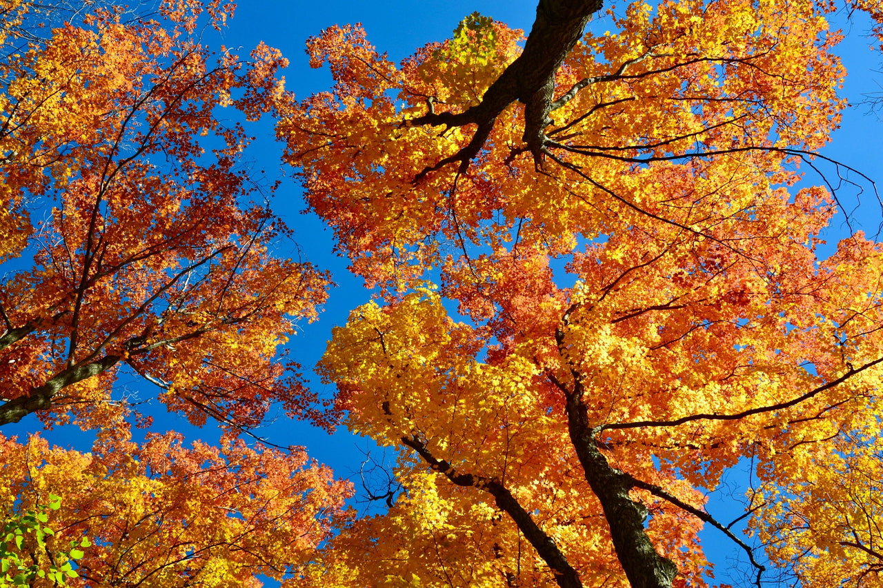 25 SUGAR MAPLE Syrup TREE Native Rock Fall Color Acer Saccharum Seeds