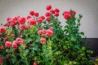100 Giant Double RED PEONY POPPY Papaver Peoniflorum Flower Seeds