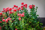 250 Organic PEONY POPPY MIX Papaver Paeoniflorum Mixed Colors Red, White, Pink, Black, Purple, Salmon, Bronze, Lilac, & Bicolor Flower Seeds