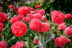 100 Giant Double RED PEONY POPPY Papaver Peoniflorum Flower Seeds