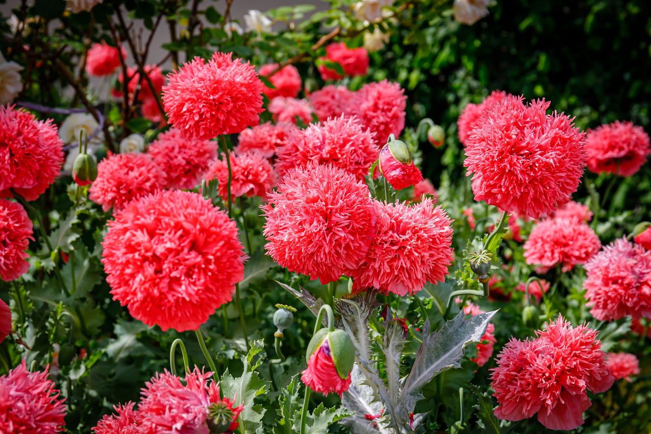 250 Organic PEONY POPPY MIX Papaver Paeoniflorum Mixed Colors Red, White, Pink, Black, Purple, Salmon, Bronze, Lilac, & Bicolor Flower Seeds