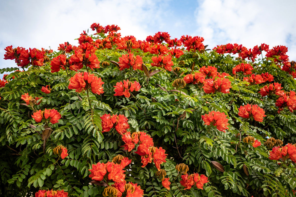 15 Red AFRICAN TULIP TREE (Fire Tree / Flame of the Forest / Fountain Tree) Spathodea Campanulata Seeds