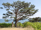 10 RED Japanese PINE TREE Korean Pinus Densiflora Evergreen Seeds