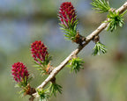 25 EUROPEAN LARCH TREE Pine Pinetree Evergreen Larix Decidua Seeds