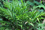 5 CARDAMON CARDAMOM Elettaria Cardamomum HERB Flower Shrub Tree Seeds
