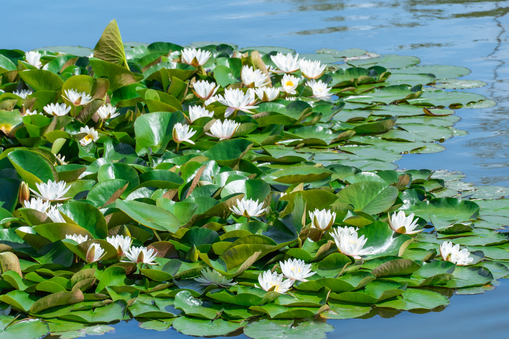 10 WHITE WATER LILY / Lily Pad / Sacred Asian Water Lotus Nymphaea Ampla Flower Seeds