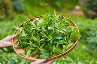 5 TEA PLANT Black & Green Drinking Tea Camellia Sinensis Evergreen Tree Shrub Flower Seeds
