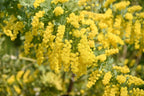 10 GOLDEN MIMOSA Acacia Baileyana Yellow Wattle Tree Flower Seeds
