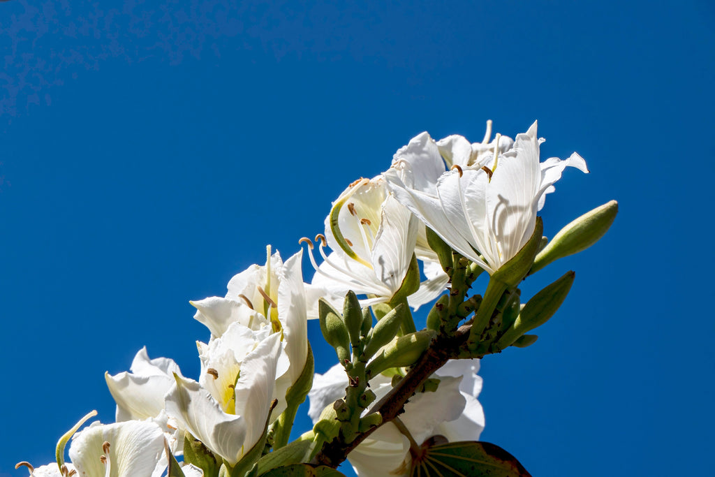 10 WHITE ORCHID TREE Bauhinia Alba syn Variegata Candida Hawaiian Mountain Ebony Camel's Foot Butterfly Flower Tree Hummingbird Seed