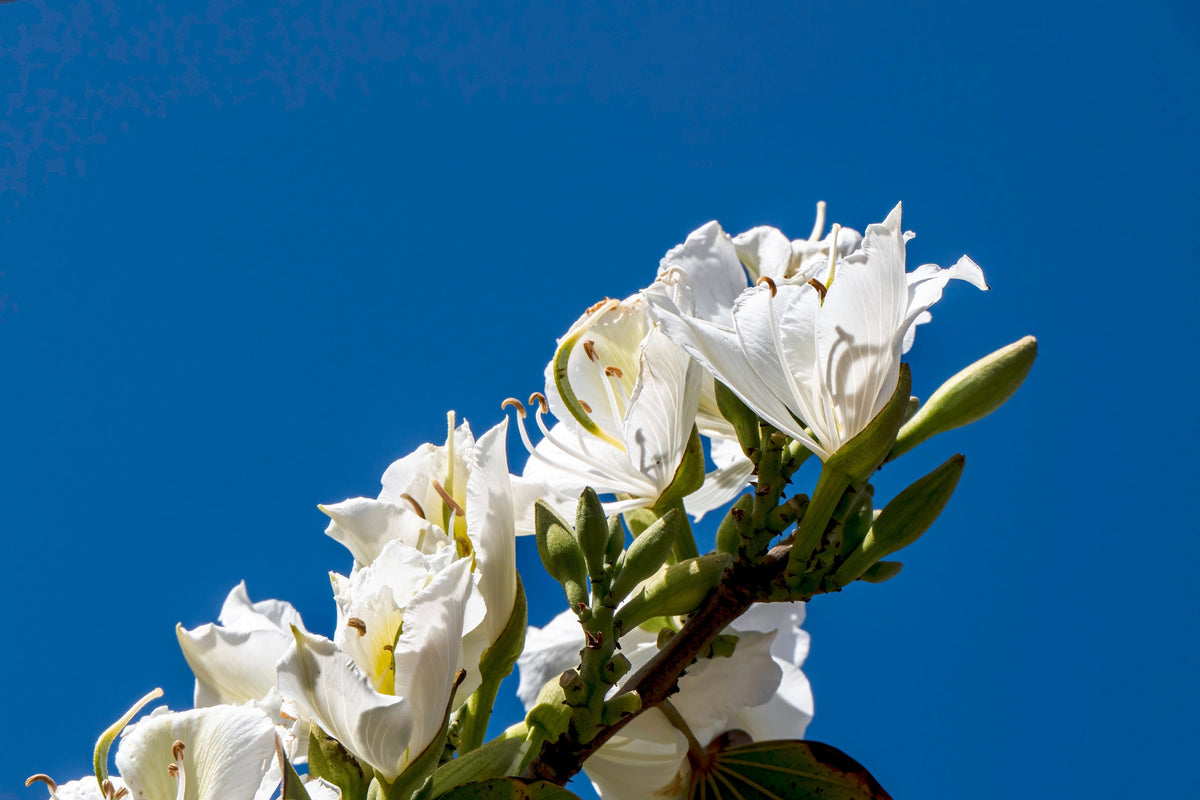 10 WHITE ORCHID TREE Bauhinia Alba syn Variegata Candida Hawaiian Mountain Ebony Camel's Foot Butterfly Flower Tree Hummingbird Seed