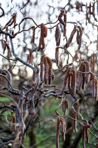 5 EUROPEAN HAZELNUT TREE aka Common Filbert Corylus Avellana Fruit Nut Seeds