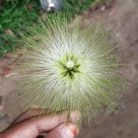 20 WOMAN'S TONGUE TREE White Mimosa Nectar Flower Albizia Lebbeck Legume Seeds