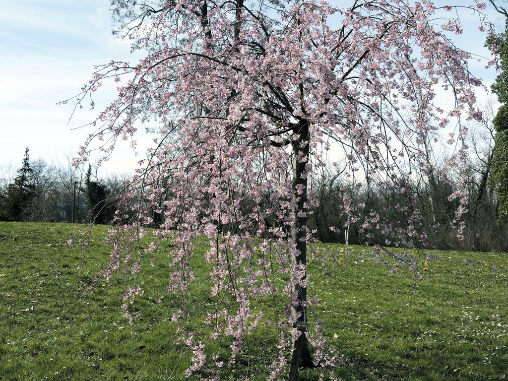 10 WEEPING HIGAN CHERRY Tree Japanese Prunus Subhirtella Pendula Pink Flower Seeds