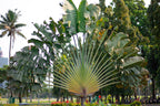 10 TRAVELLER'S PALM TREE Ravenala Madagascariensis Flower Houseplant Seeds