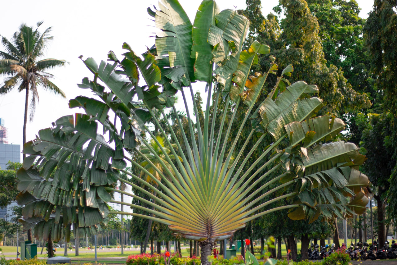 5 Travelers Palm Tree Seeds (Ravenala Madagascariensis) – Bird Of Paradise Plant, Indoor/Outdoor, CZ GRAIN