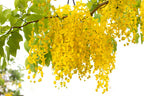 15 GOLDEN SHOWER TREE Gold Rush Yellow Cassia Fistula Flower Seeds