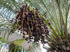 10 PYGMY DATE PALM Phoenix Roebelenii Dwarf Miniature Ornamental Fruit Tree Houseplant Seeds
