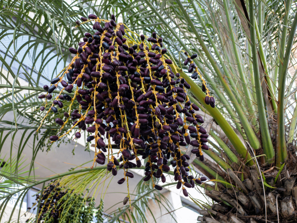 10 PYGMY DATE PALM Phoenix Roebelenii Dwarf Miniature Ornamental Fruit Tree Houseplant Seeds