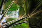 30 CALIFORNIA FAN PALM Tree Petticoat Arizona Desert Washingtonia Filifera Seeds