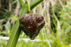 10 Chocolate CAROLINA REAPER PEPPER World's Hottest Capsicum Chinense Hot Brown Chili Vegetable Seeds