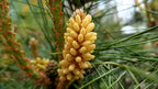 10 RED Japanese PINE TREE Korean Pinus Densiflora Evergreen Seeds