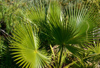 30 CALIFORNIA FAN PALM Tree Petticoat Arizona Desert Washingtonia Filifera Seeds
