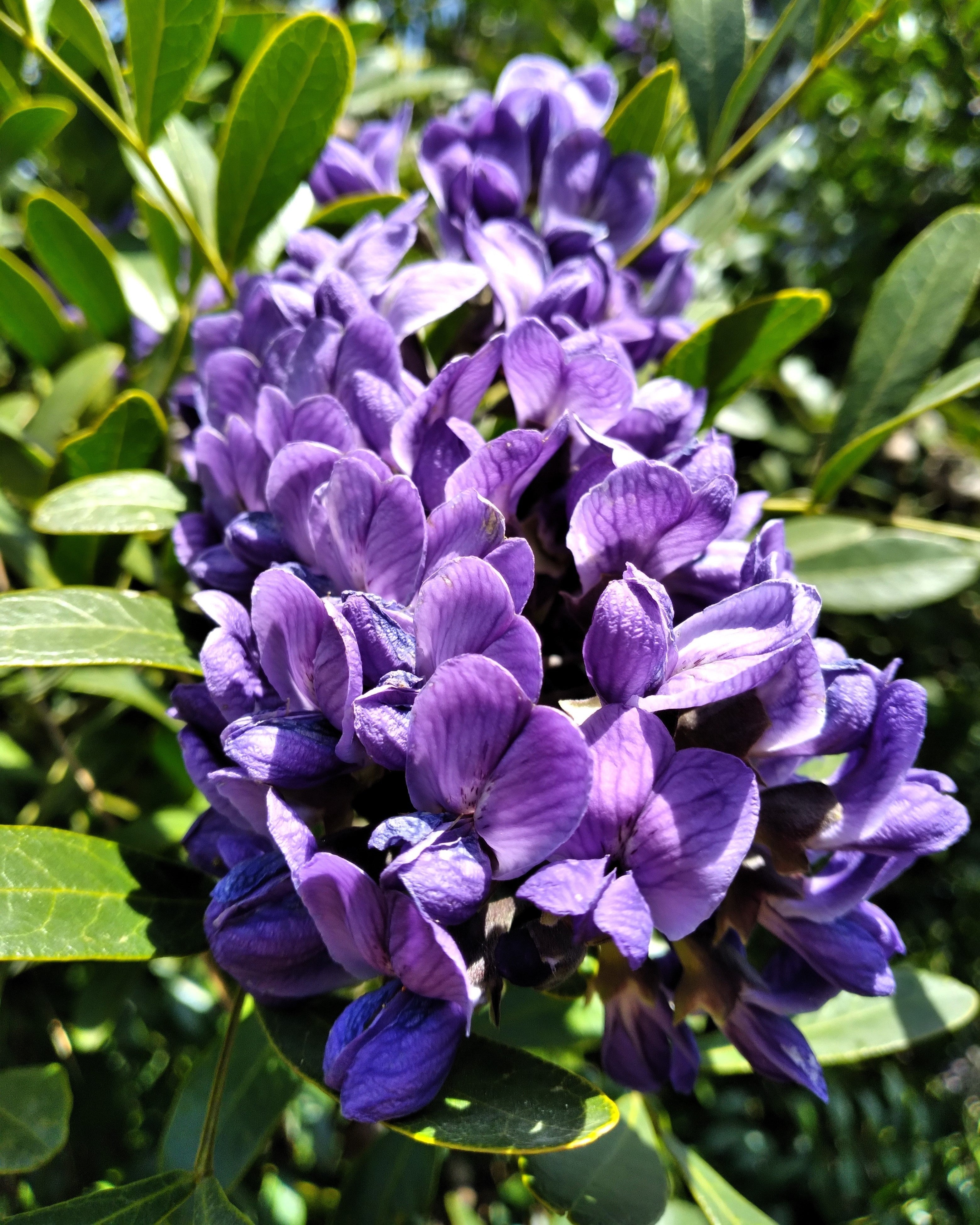 10 TEXAS Mountain LAUREL Sophora Secundiflora Mescal Tree Purple