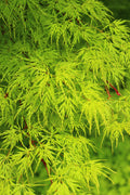 10 Upright GREEN LACELEAF MAPLE Japanese Seiryu Acer Palmatum Dissectum Viridis Tree Seeds