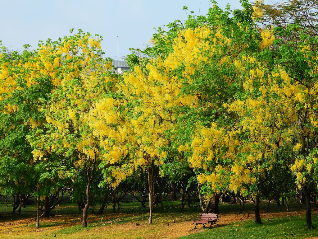 15 GOLDEN SHOWER TREE Gold Rush Yellow Cassia Fistula Flower Seeds