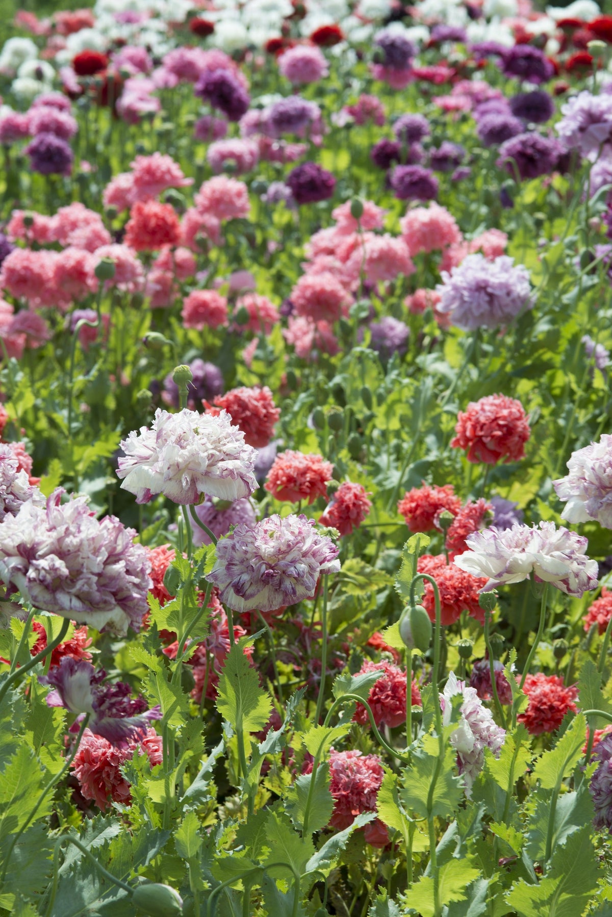 100 Flemish Antique PEONY POPPY MIXED Colors  Papaver Peoniflorum Flower Seeds