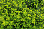 10 ENGLISH YEW Taxus Baccata Tree Shrub Conifer Sun or Shade Red Ornamental Berry Seeds