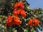 15 Red AFRICAN TULIP TREE (Fire Tree / Flame of the Forest / Fountain Tree) Spathodea Campanulata Seeds