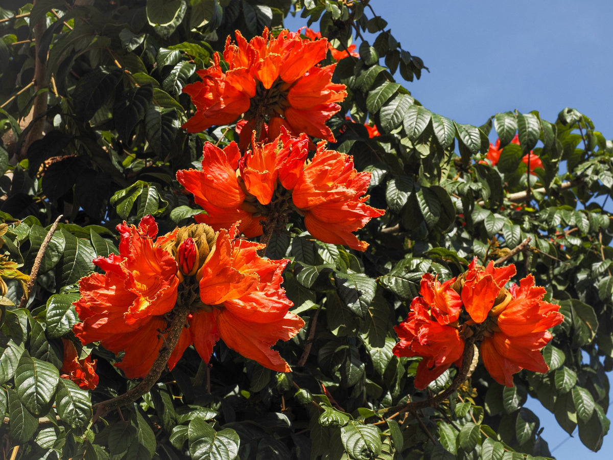 15 Red AFRICAN TULIP TREE (Fire Tree / Flame of the Forest / Fountain Tree) Spathodea Campanulata Seeds