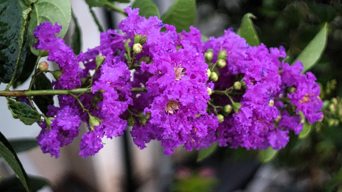 35 PURPLE CREPE MYRTLE Lagerstroemia Indica Flowering Shrub Bush Small Tree Seeds