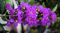 35 PURPLE CREPE MYRTLE Lagerstroemia Indica Flowering Shrub Bush Small Tree Seeds