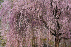 10 WEEPING HIGAN CHERRY Tree Japanese Prunus Subhirtella Pendula Pink Flower Seeds