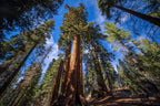 40 GIANT SEQUOIA Sequoiadendron Giganteum Sierra Redwood Tree Seeds