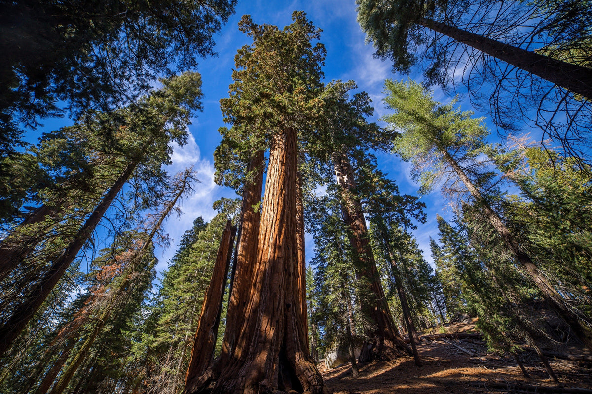 40 GIANT SEQUOIA Sequoiadendron Giganteum Sierra Redwood Tree Seeds