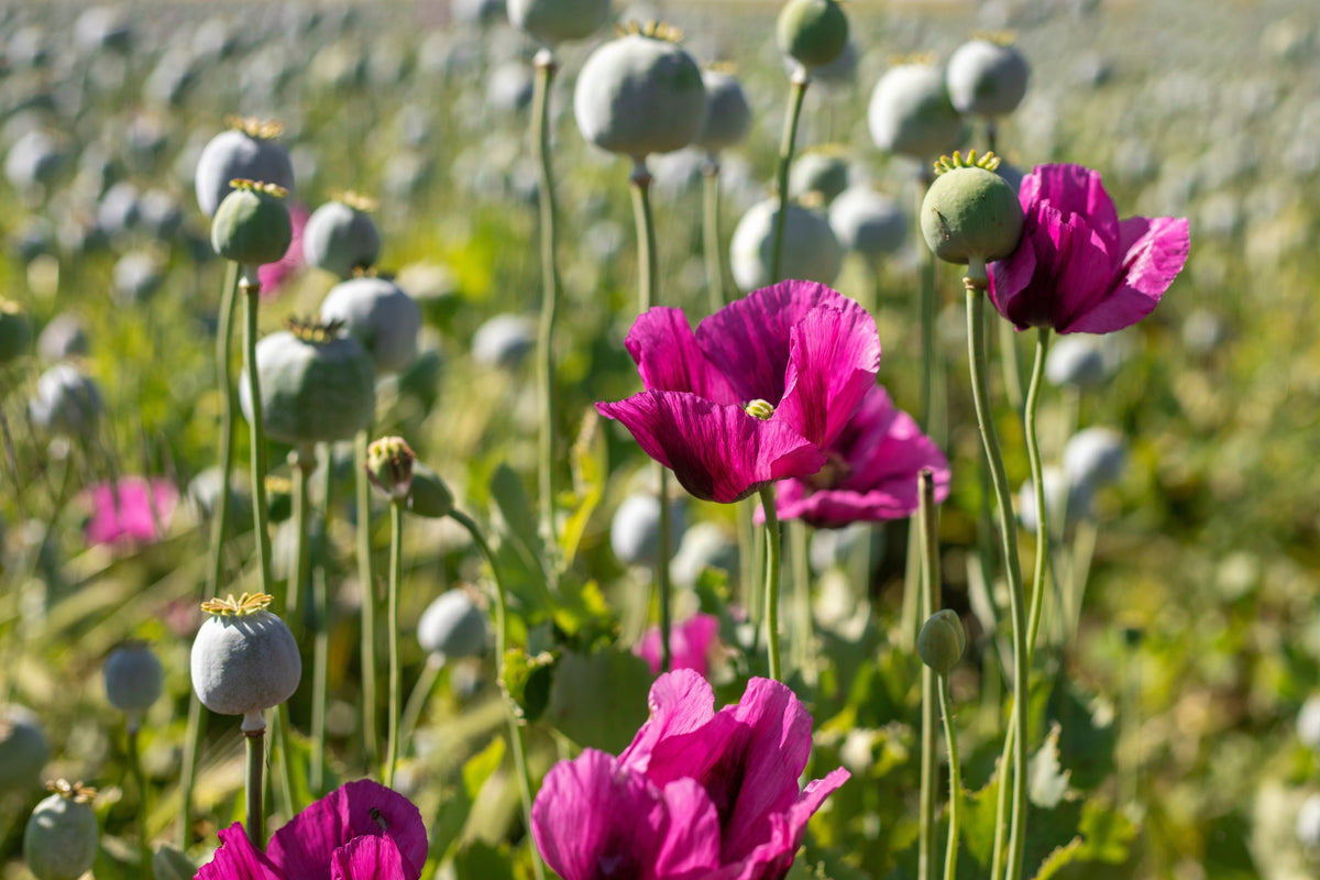 1000 PEPPERBOX POPPY MIX Papaver Somniferum Mixed Colors Red Violet Flower Seeds