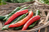 25 Organic KOREAN Dark GREEN PEPPER Lady Han Hot Chili Long Red Capsicum Annuum Seeds