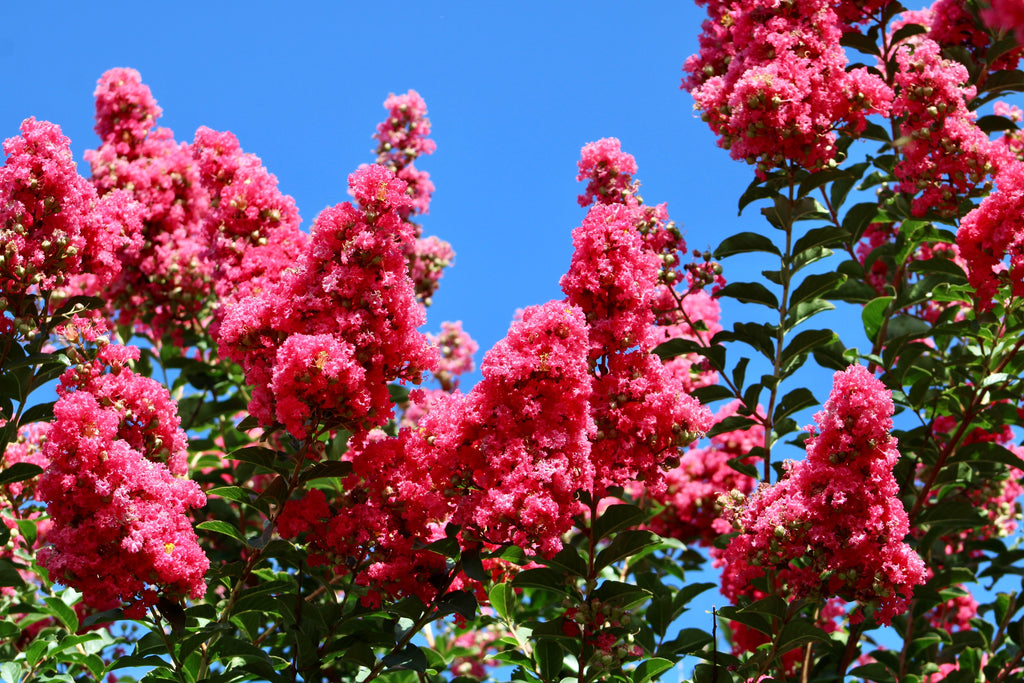 35 Dark PINK CREPE MYRTLE Lagerstroemia Indica Flowering Shrub Bush Small Tree Seeds