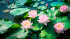 3 Organic Mixed Colors LOTUS Nelumbo Nucifera Pond Water Lily Lilypad Blue Red Flower Large Seeds