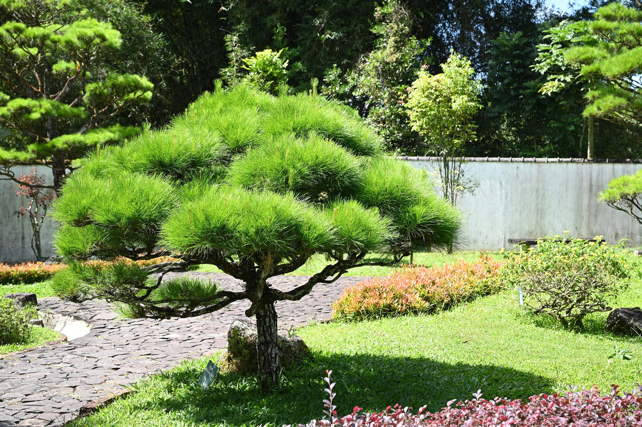 10 RED Japanese PINE TREE Korean Pinus Densiflora Evergreen Seeds