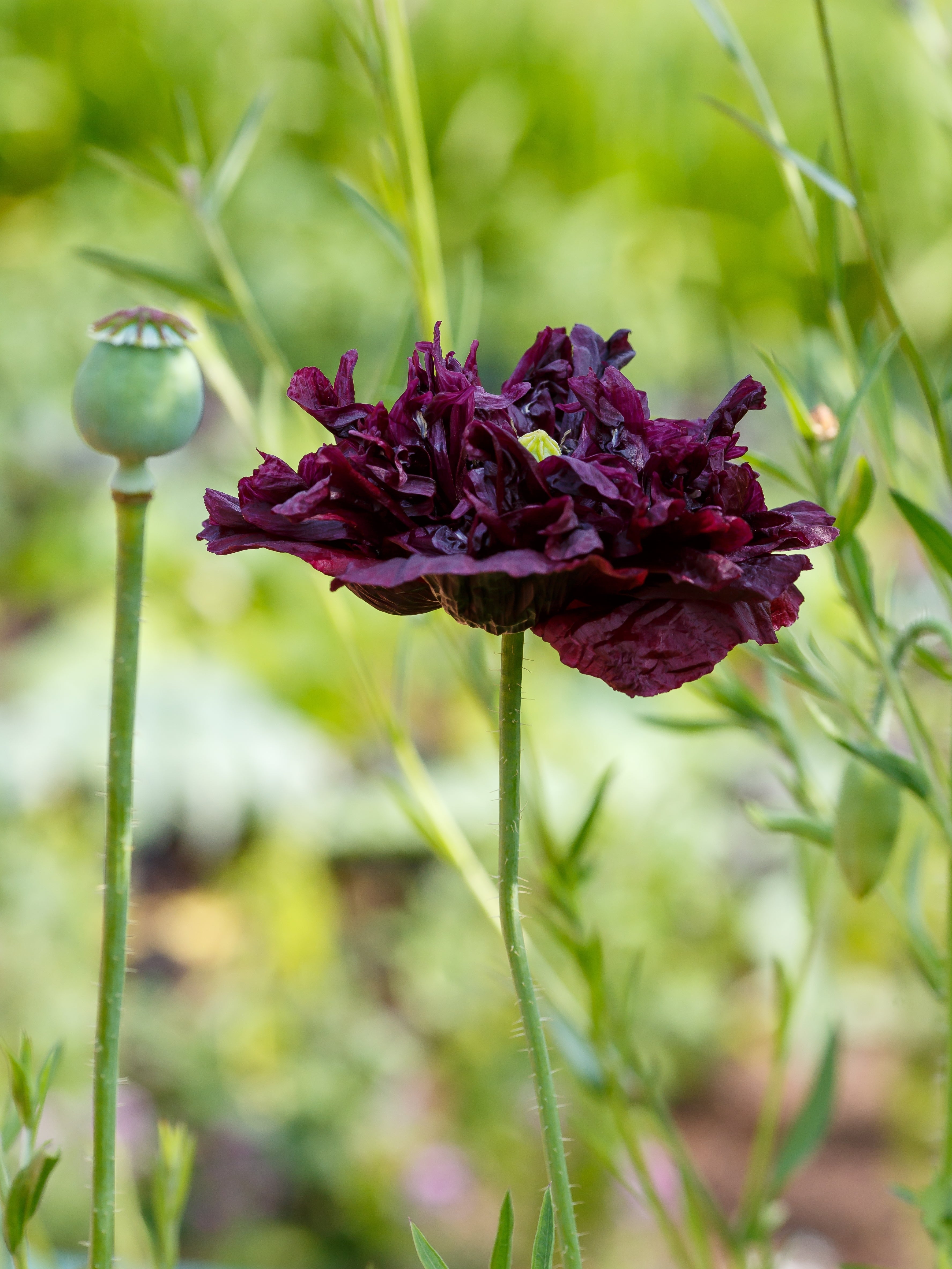 250 BLACK PEONY POPPY Papaver Peoniflorum Flower Seeds
