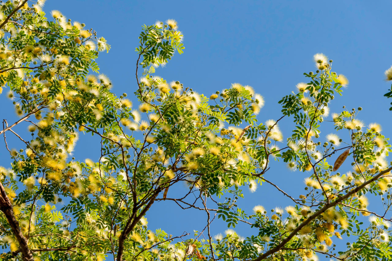 20 WOMAN'S TONGUE TREE White Mimosa Nectar Flower Albizia Lebbeck Legume Seeds
