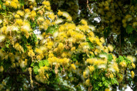 20 WOMAN'S TONGUE TREE White Mimosa Nectar Flower Albizia Lebbeck Legume Seeds