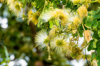 20 WOMAN'S TONGUE TREE White Mimosa Nectar Flower Albizia Lebbeck Legume Seeds