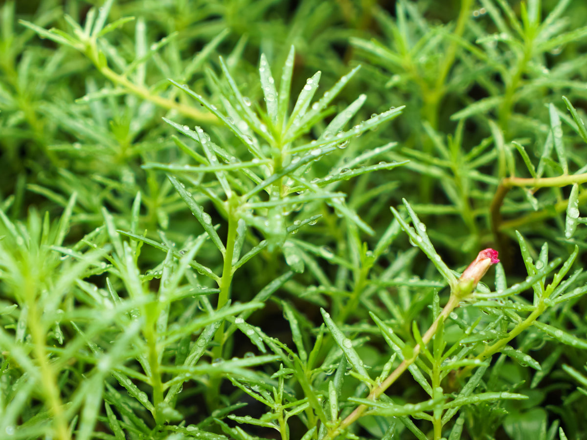 40 Sundial PEPPERMINT PORTULACA Grandiflora Moss Rose Pink Streaked Succulent Flower Seeds
