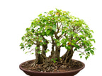 30 FICUS TREE (Bodhi Tree / Sacred Fig / Bo Tree / Pipal) Ficus Religiosa Seeds