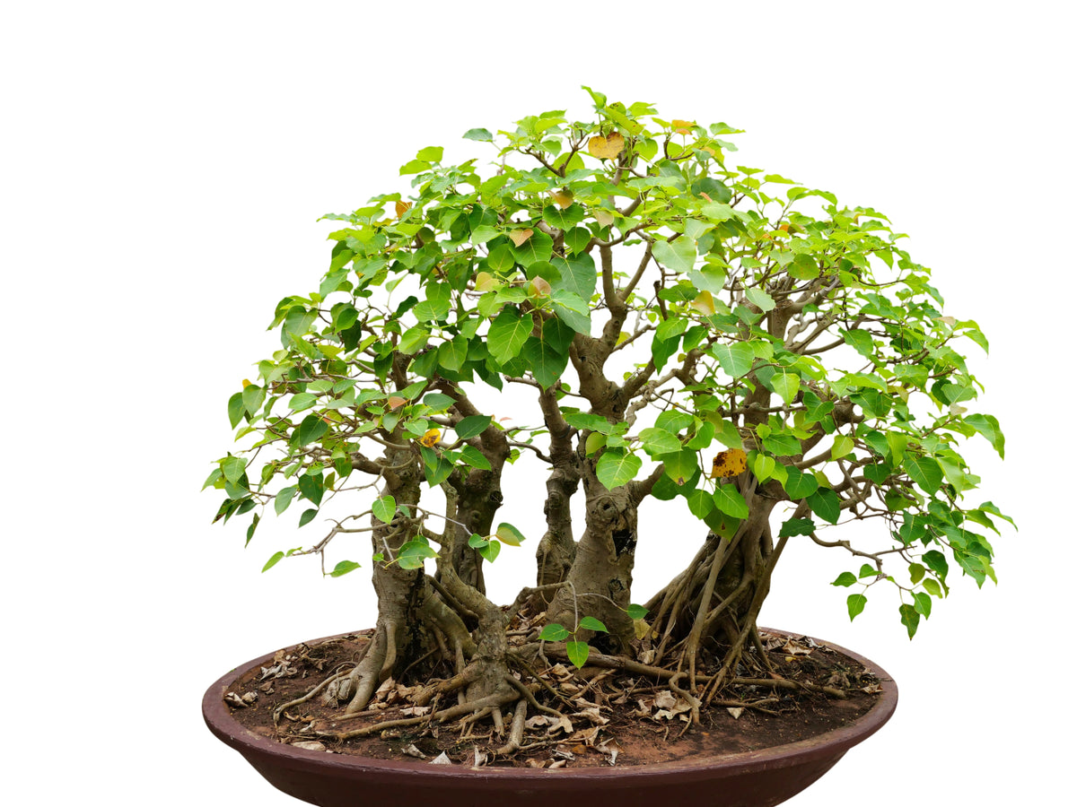 30 FICUS TREE (Bodhi Tree / Sacred Fig / Bo Tree / Pipal) Ficus Religiosa Seeds